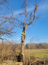 Logo for Affordable Tree Service