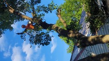 Woody's Tree Service logo