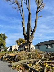 GF Amador Tree Service & Complete Landscaping, LLC logo