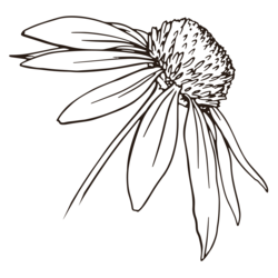 KCNative Landscapes logo