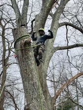 Avatar for JD PRUNING TREE SERVICE & LANDSCAPING