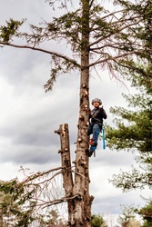Gammon's Tree Service, LLC logo