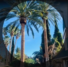 Avatar for Eddy Tree Services - Unlicensed Contractor