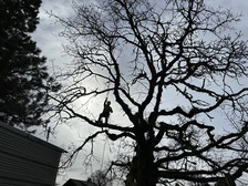 Logo for GM TREE SERVICE