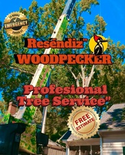 Avatar for Reséndiz Woodpecker Tree Services
