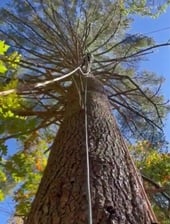 Avatar for Salgado Trees Multiservices, LLC