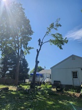 Avatar for Rodriguez Tree Services