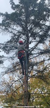 Logo for Joe's Tree Services
