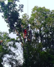 Avatar for BIGTOP TREE SERVICE LLC