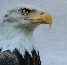 Logo for Eagle Eye Property Maintenance, LLC