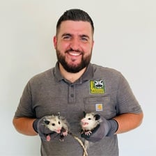 Avatar for DFW Wildlife Solutions