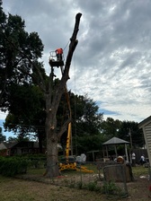 Avatar for RJ's Tree Surgeons