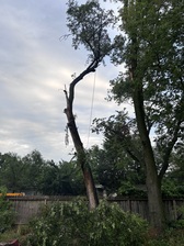 Avatar for RJ's Tree Surgeons