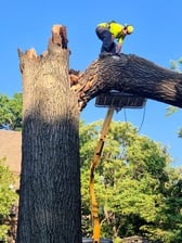 Avatar for RJ's Tree Surgeons