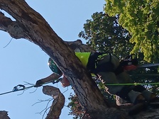 Avatar for Carolina Lawn and Tree