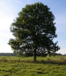 Lickity Split Tree Care logo