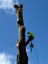 Avatar for Bardales Outdoor Service