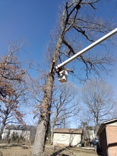 Logo for Sam Locklear's Tree Service