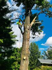 Avatar for JJ TREE SERVICE LLC