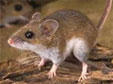 Zorro Pest Control logo