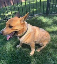Avatar for Red Heeler Elements LLC