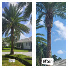 Avatar for eclesiaste tree service