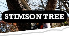 Avatar for Stimson Family Tree