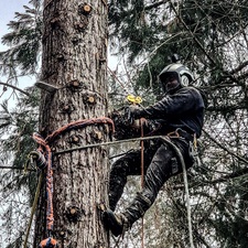 Avatar for Top level tree service LLC