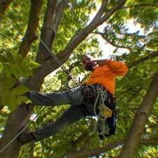 Logo for Walters Tree Care