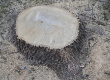Avatar for ADK Stump and Tree Removal