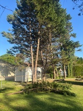 Avatar for Torres Tree Removal