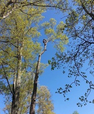 A&L Tree Service logo