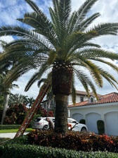Avatar for Yovanny Perez Landscape & Tree Service