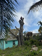 Yovanny Perez Landscape & Tree Service logo