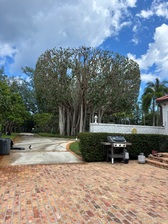 Logo for Yovanny Perez Landscape & Tree Service