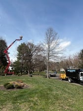 Avatar for Lewis Lawn & Tree Service LLC