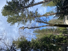 Avatar for Ridgeline Tree Co