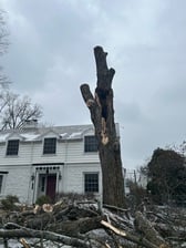 Avatar for FF Tree Service