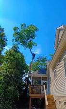 Avatar for Yamileth Tree Service