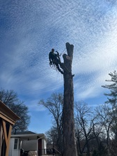 TOP NOTCH TREE AND LAWN logo