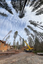 Avatar for E G Tree Service