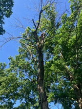 Chrissy's Tree Care logo