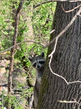 Avatar for Kirklands Wildlife Trapping