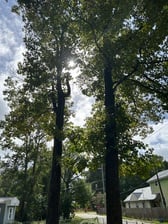 Avatar for Handy Andy Tree Service