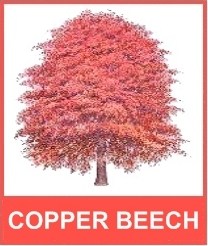COPPER BEECH DESIGN logo