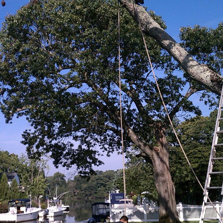 Avatar for Woodland Arborcare Inc.