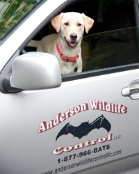 Avatar for Anderson Wildlife Control LLC