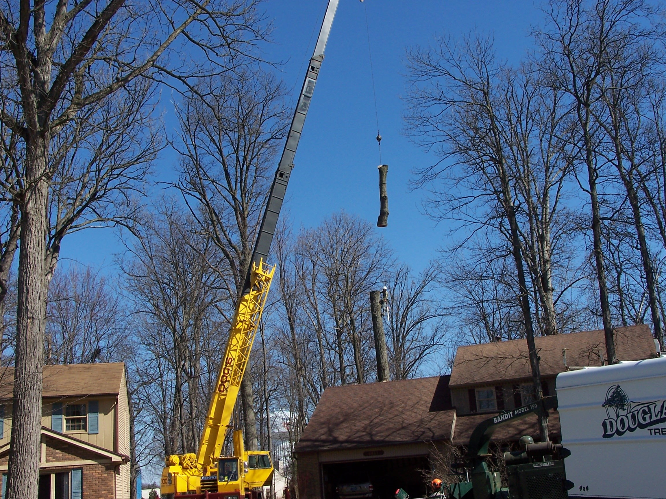Logo for Douglas Tree Service
