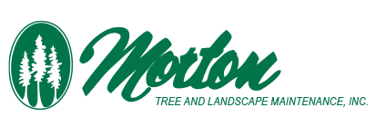 Avatar for Morton Tree And Landscape Maintenance Inc