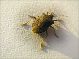 Avatar for Dave's Pest Control Inc
